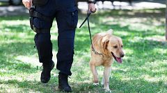 Por tres razones - ¿Pueden los perros detectar el COVID-19? - 17/08/20