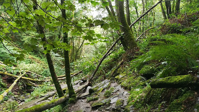 Reserva Natural - La naturaleza nos ayuda a estar sanos - 19/08/20 - Escuchar ahora