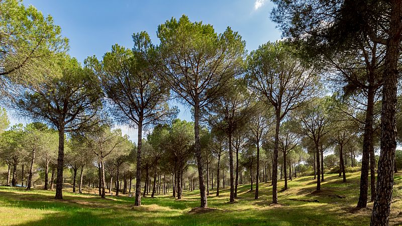 Reportajes Emisoras - Teruel - Pinos resineros - 25/08/20 - Escuchar ahora