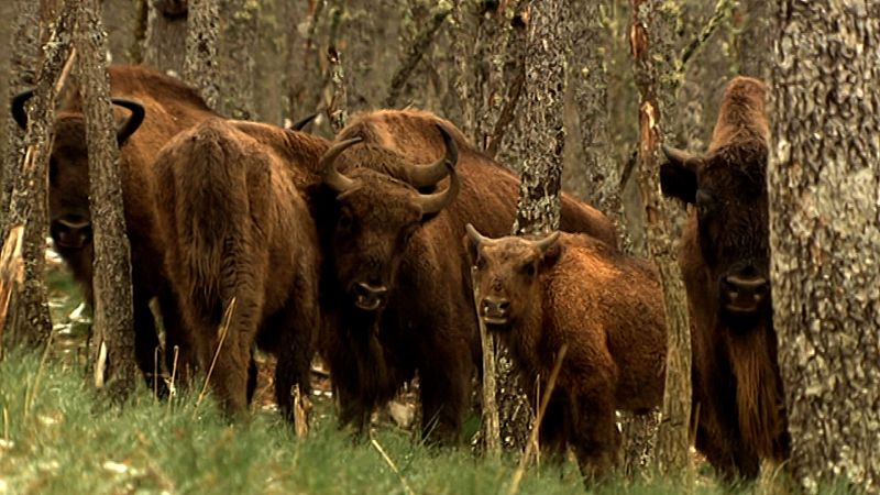 Crnicas de un nmada - Bisontes de la Montaa Palentina - 30/08/20 - Escuchar ahora