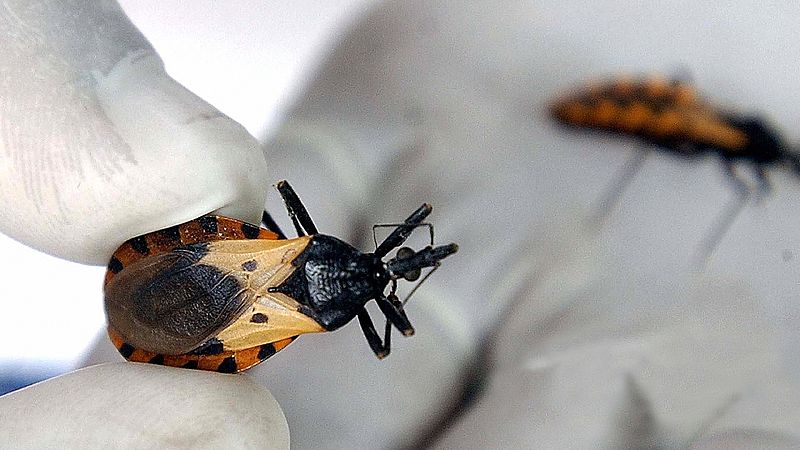 Todo Noticias - Tarde - El Chagas: una enfermedad relegada al olvido - Escuchar ahora 