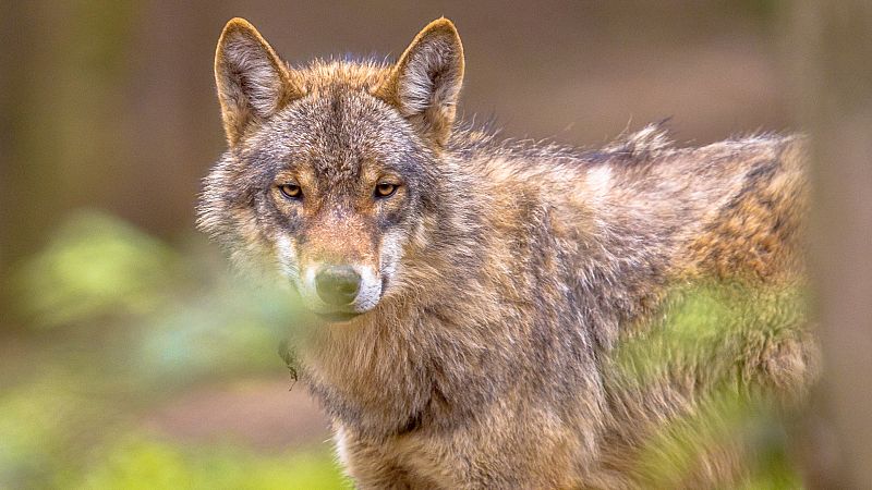 Contando cuentos en Radio 5 - La detandura del lobo - 01/09/20 - Escuchar ahora