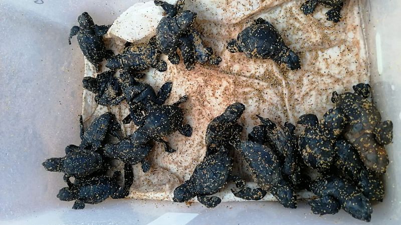24 horas fin de semana - 20 horas - Nacimiento de más de 60 tortugas marinas caretta en Menorca - Escuchar ahora 