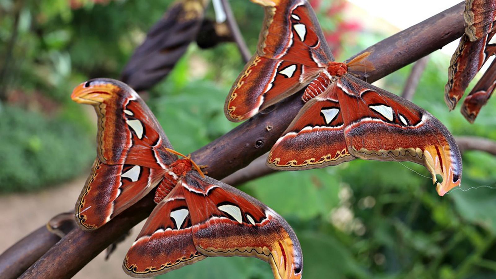 Escapadas - El mariposario de Benalmádena - 11/09/20 - Escuchar ahora -