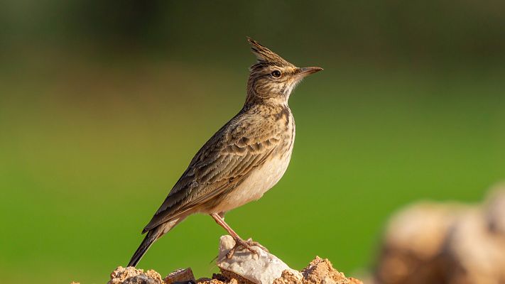 Gran Repertorio - VAUGHAN WILLIAMS: El ascenso de la alondra - 27/09/20 - escuchar ahora