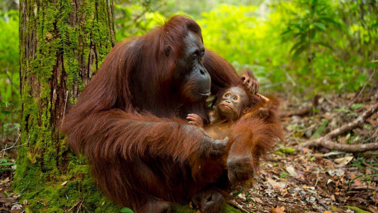 Las Mañanas de Radio Nacional con Pepa Fernández - Orangutanes en peligro de extinción - Escuchar ahora
