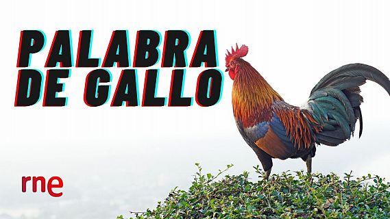 El gallo que no cesa