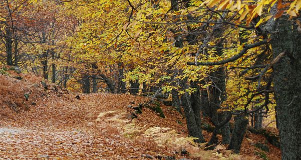 Caminantes