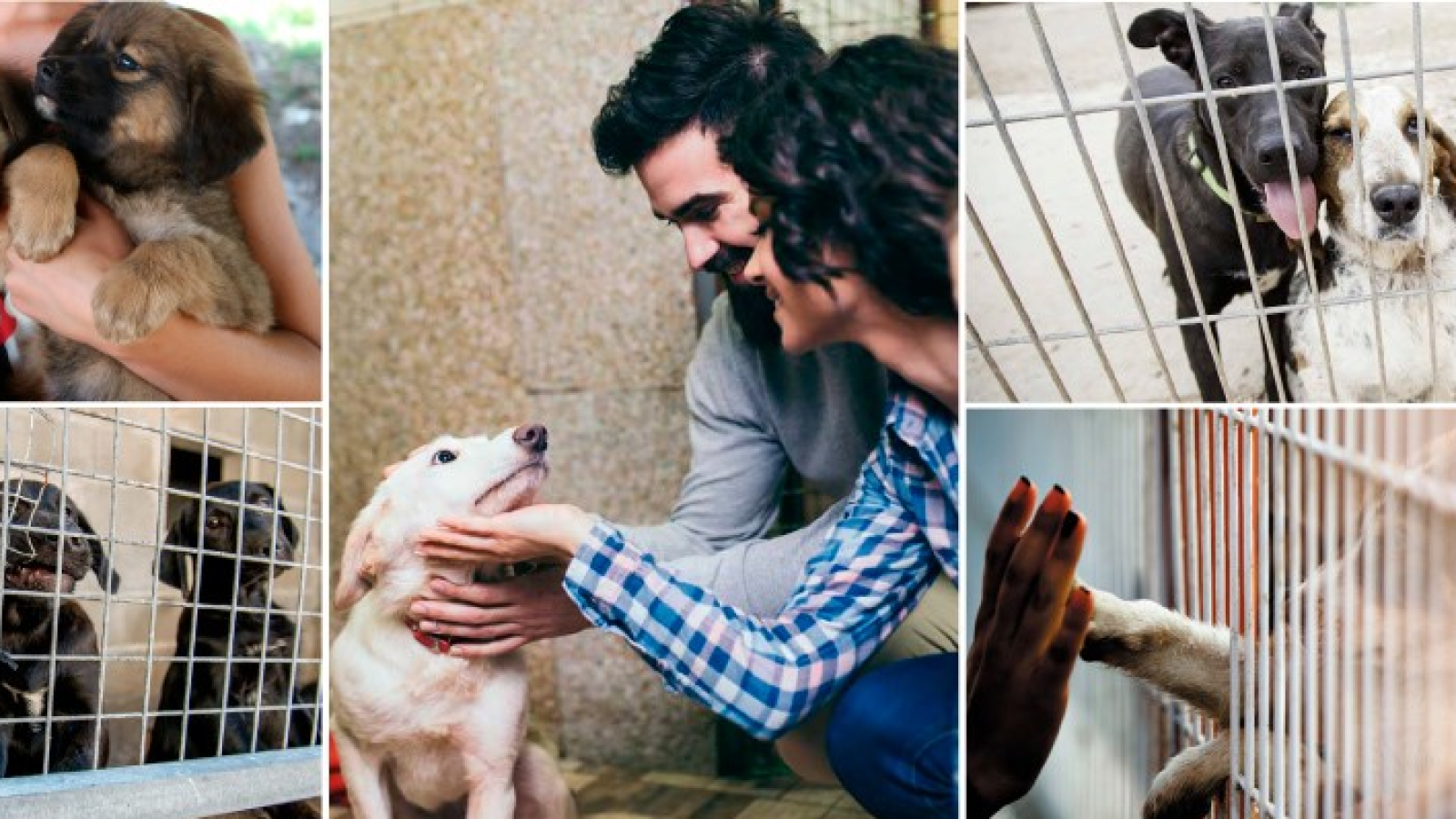  Más cerca - Echa una pata por las mascotas - Escuchar ahora