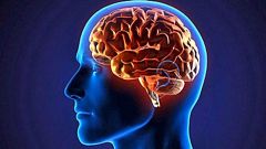 Por tres razones - ¿Qué tenía el cerebro de Einstein que lo hacía especial? - 16/11/20
