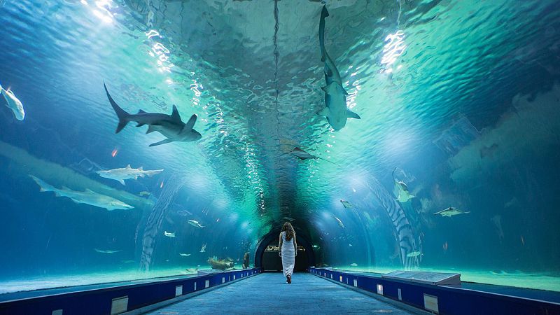 Oceanogràfic valencia, referente mundial recuperación de especies marinas