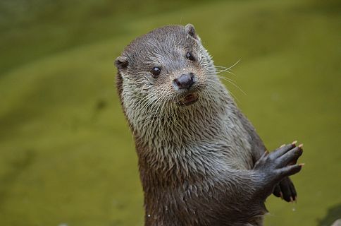 Animales y medio ambiente