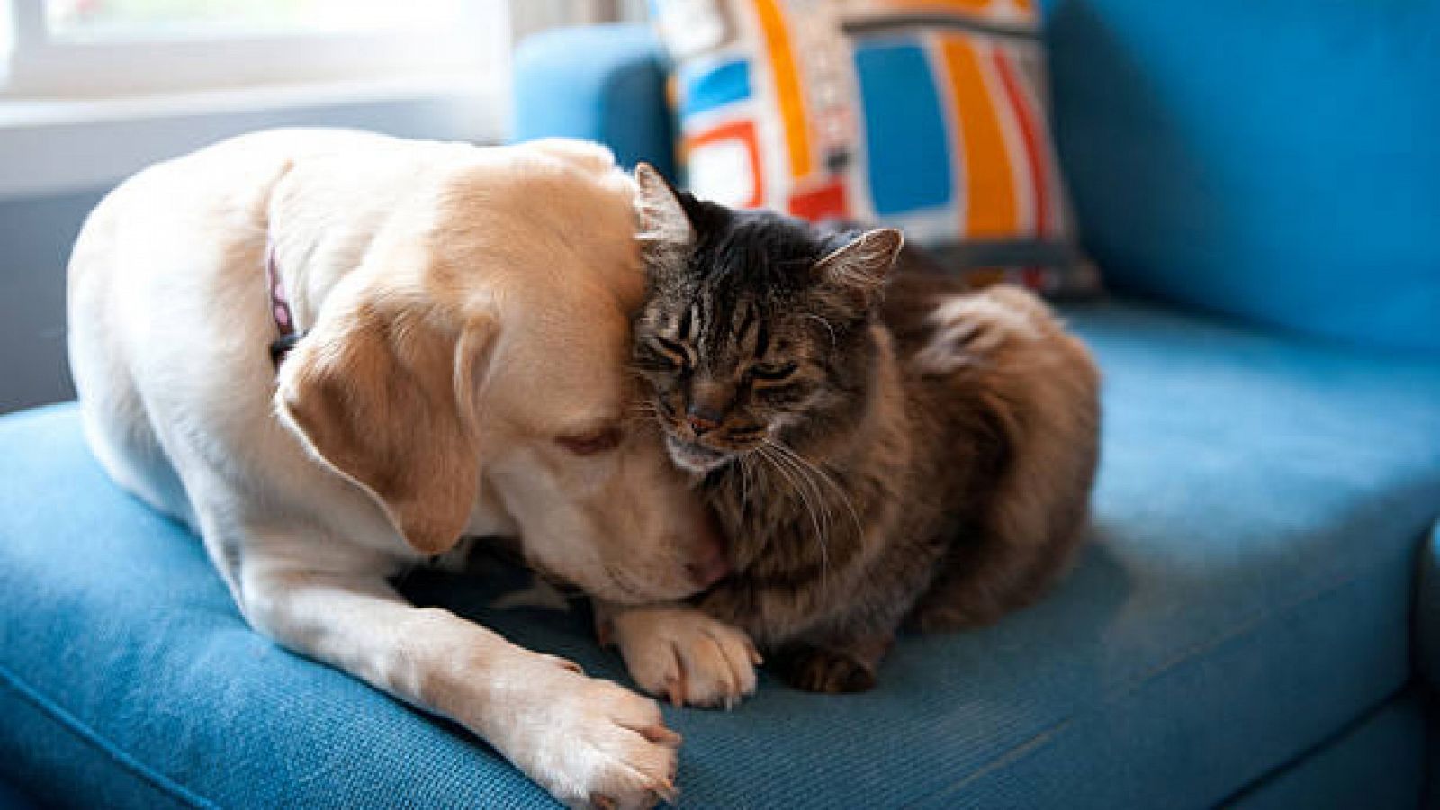 Artesfera - Día Internacional de los Derechos de los Animales - 10/12/20 - escuchar ahora