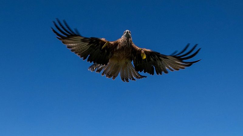 La degradación de los hábitats y la caza ilegal amenazan las aves rapaces en España - Escuchar ahora