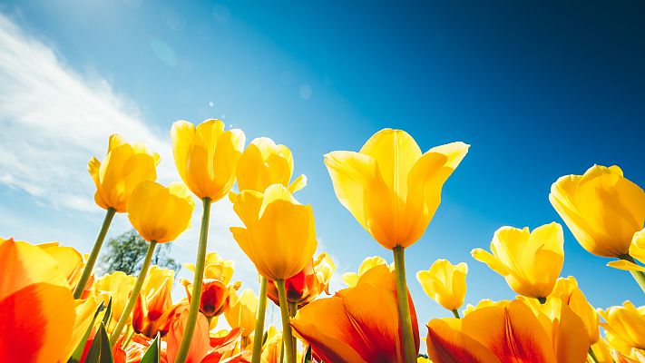 Sinfonía de la mañana - La primera misa de Vivaldi - 22/12/20 - escuchar ahora