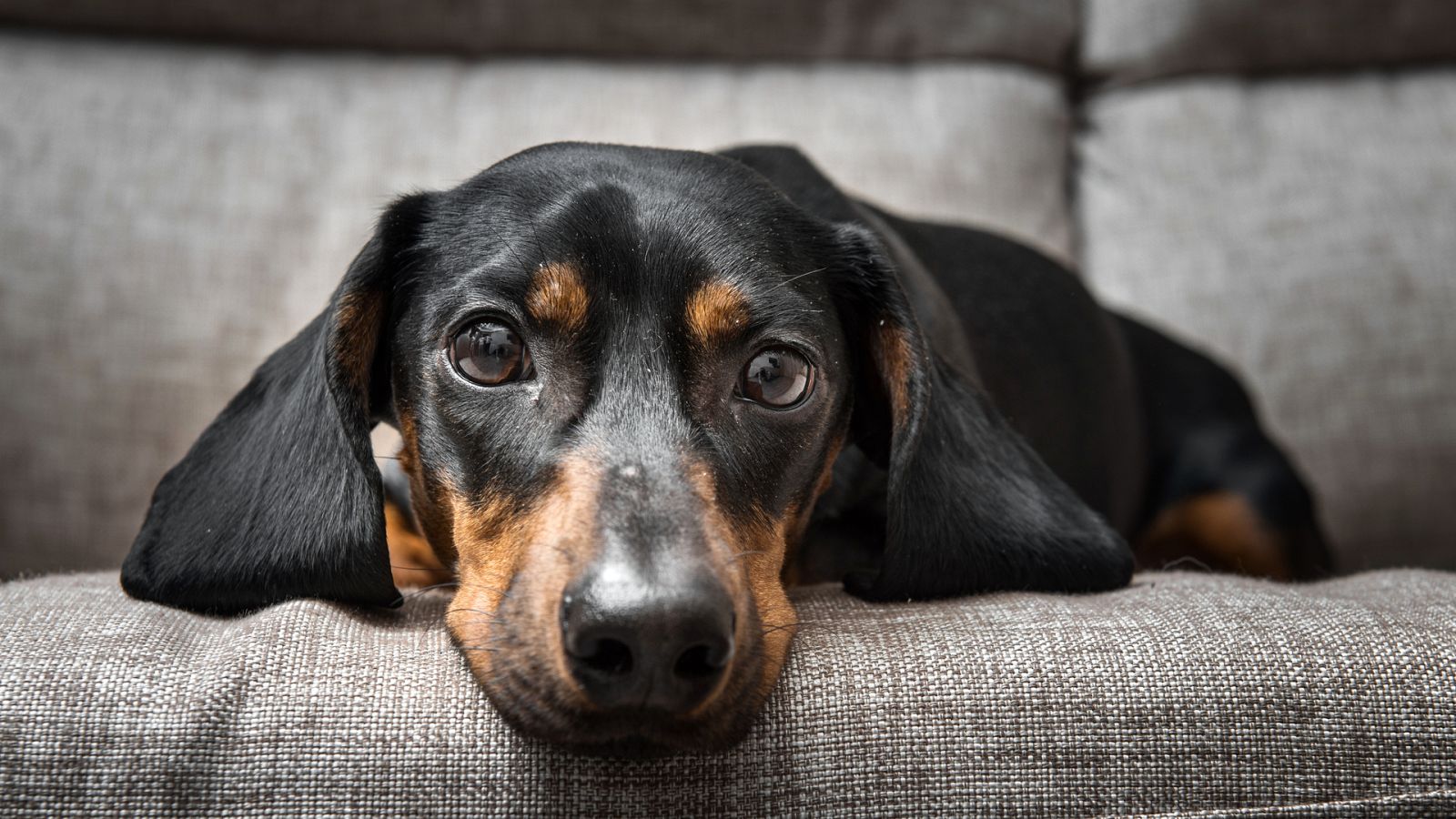 Más cerca - Los perros que se regalan en Navidad son "para toda la vida" - Escuchar ahora
