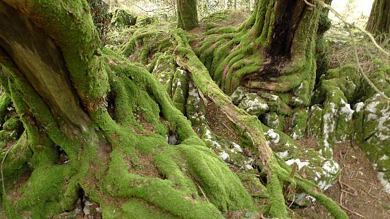 El bosque habitado