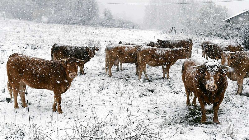  14 Horas fin de Semana - Los estragos de Filomena en el campo: animales y plantas han sufrido sus efectos - Escuchar ahora