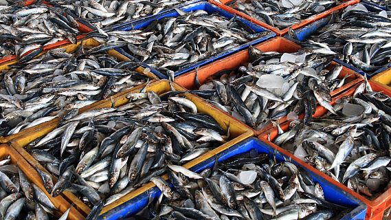 Españoles en la mar