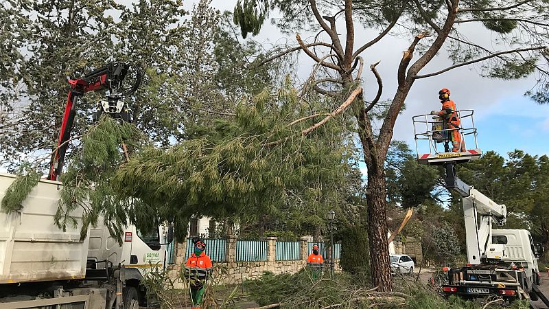 Más cerca - Revisión, poda y recogida de arbolado dañado en Madrid - Escuchar ahora