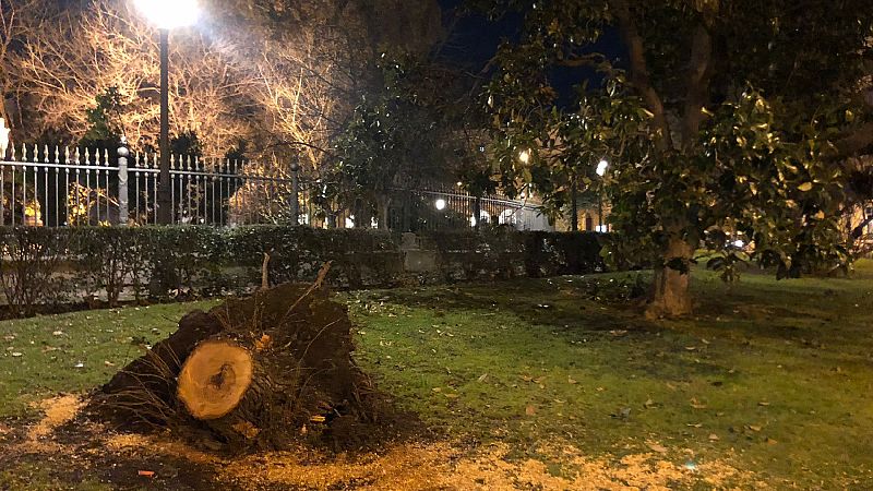  24 horas - Filomena vive todavía en los destrozos de algunos parques - Escuchar ahora