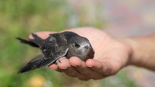 Reserva natural - Reserva natural - Vencejos y alimentos de futuro - 28/01/21 - Escuchar ahora