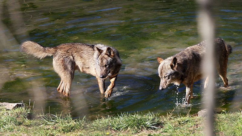 14 horas - Se prohíbe la caza del lobo: victoria histórica para los ecologistas, un paso atrás para los ganaderos - Escuchar ahora