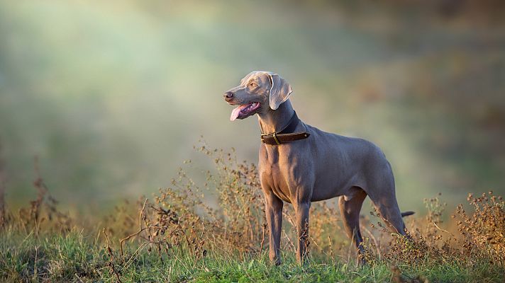 Sinfonía de la mañana - El perro de Wagner - 08/02/21 - escuchar ahora