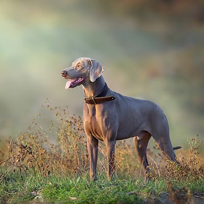 Sinfonía de la mañana - El perro de Wagner - 08/02/21 - escuchar ahora