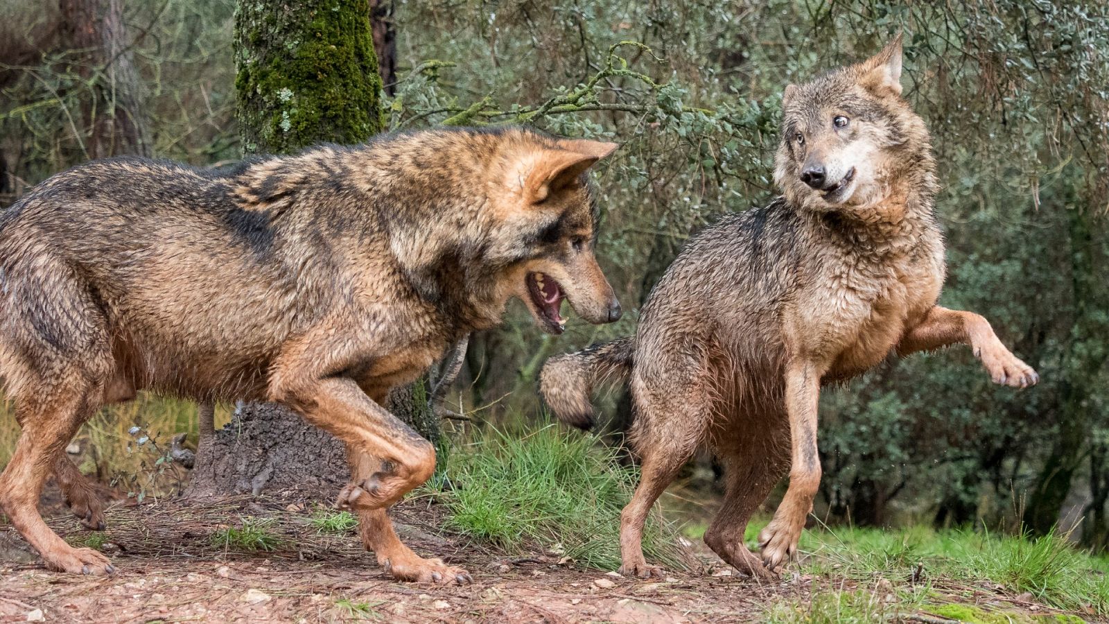 Cinco pistas - Aullidos protegidos - 10/02/21 - escuchar ahora