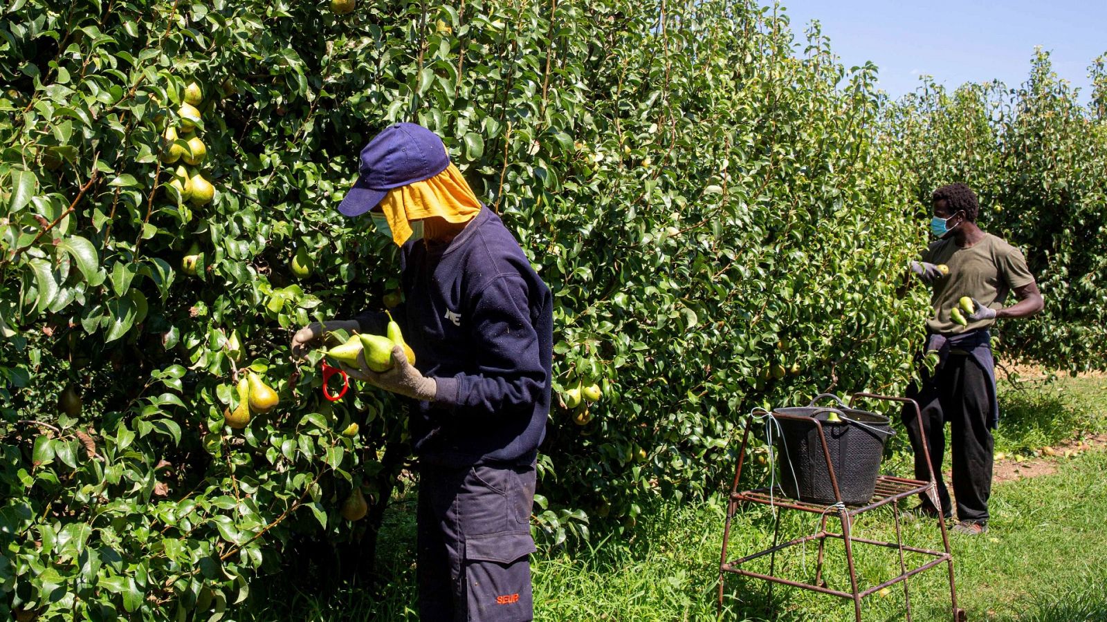 Más cerca - Viviendas dignas para los temporeros de la fruta en Aragón - Escuchar ahora