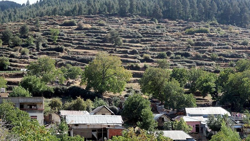 Marruecos legalizará el uso terapéutico del cannabis 14 horas - Marruecos legalizará el uso médico y terapéutico del cannabis - Escuchar ahora