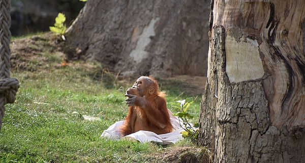 Animales y medio ambiente