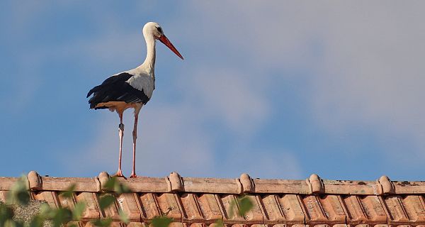 Animales y medio ambiente