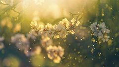 Las mañanas de RNE con Íñigo Alfonso - La primavera será más intensa para los alérgicos en el centro y sur del país