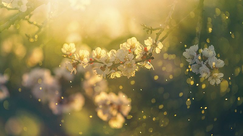 Las mañanas de RNE con Íñigo Alfonso - La primavera será más intensa para los alérgicos en el centro y sur del país - escuchar ahora 