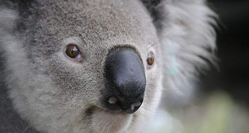 Ciencia por un tubo - Trasplante de heces para koalas - 18/03/21 - Escuchar ahora