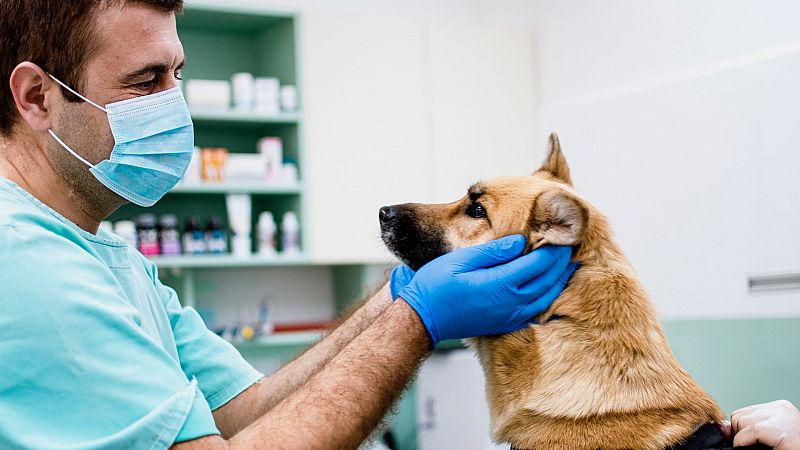 Más cerca - Auxiliares técnicos de veterinaria y la vacuna de la Covid - Escuchar ahora