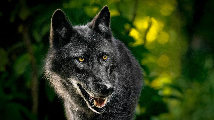 Gran Repertorio - PROKOFIEV: Pedro y el Lobo - 24/03/21 - escuchar ahora