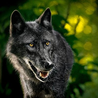 Gran Repertorio - PROKOFIEV: Pedro y el Lobo - 24/03/21 - escuchar ahora