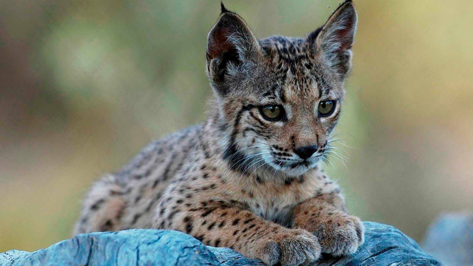 Global 5 - Lince (II): 20Lince40 para garantizar su supervivencia - 25/03/21 - Escuchar ahora