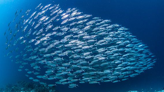 Españoles en la mar