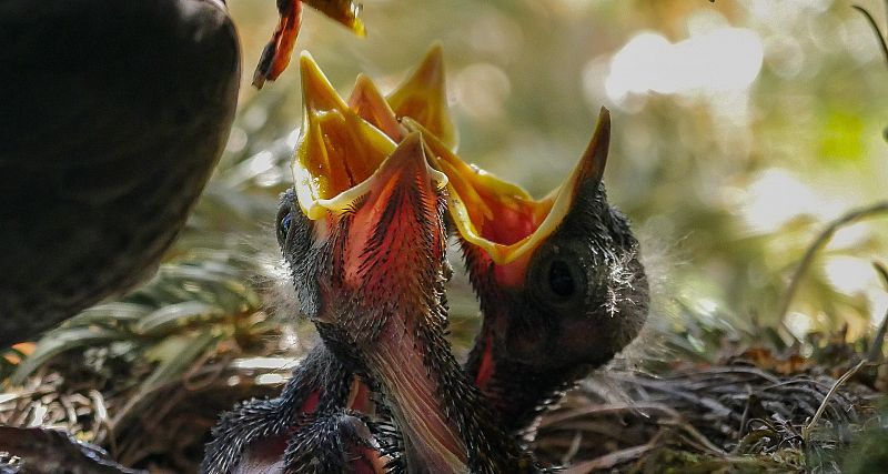 Animales y medio ambiente - Nacimiento de aves - 28/03/21 - Escuchar ahora 