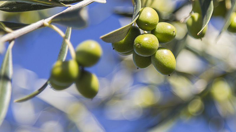 Más cerca - Olivares vivos: Agricultura y biodiversidad - Escuchar ahora