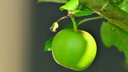 Verdaderamente falso - Verdaderamente falso - La fruta prohibida - 08/04/21 - Escuchar ahora
