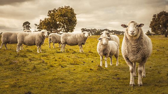 Los peligros de la conformidad de grupo: cómo salir del rebaño