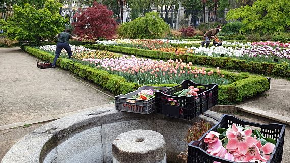 El gallo que no cesa