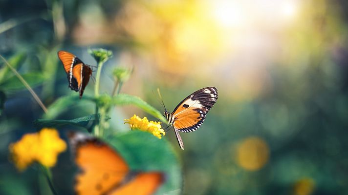 Capriccio - Sinfonía Primavera, de Schumann - 14/04/21 - escuchar ahora