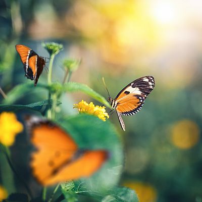 Capriccio - Sinfonía Primavera, de Schumann - 14/04/21 - escuchar ahora