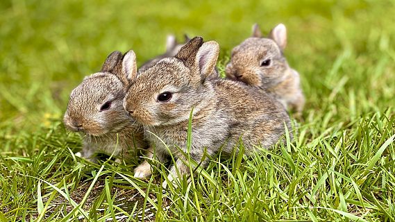 Animales y medio ambiente